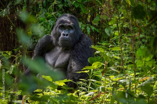 A silverback mountain gorilla sits in the dense foliage of his natural habitat in Bwindi Impenetrable Forest in Uganda. © Cheryl Ramalho