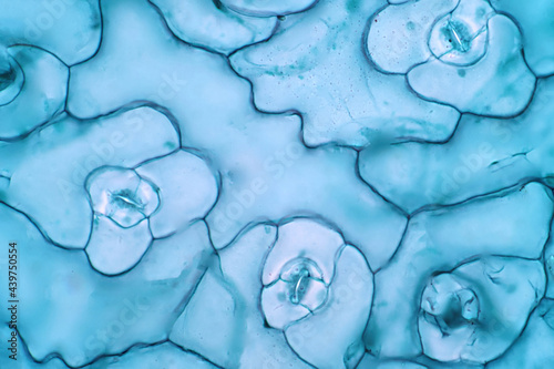The leaf epidermis under light microscope view has small pores, called stomata.