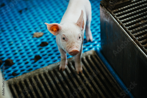 Piglets on a farm photo