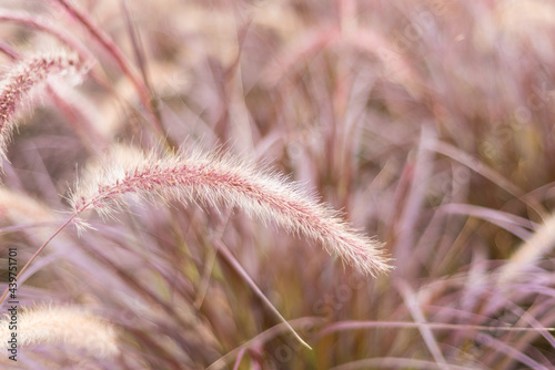 wild pink grass photo