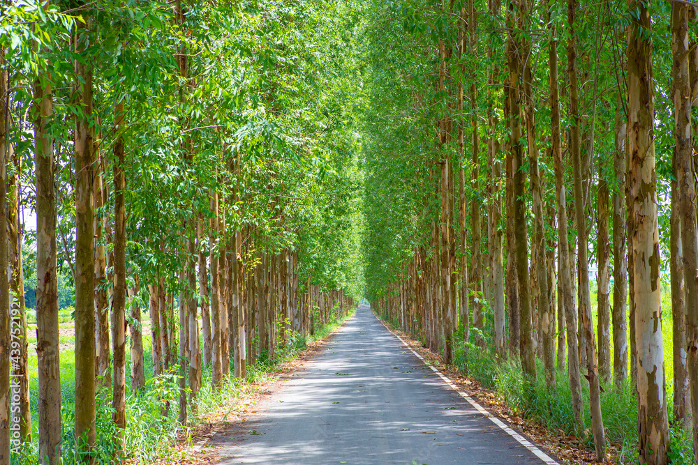 Fototapeta premium Eucalyptus is an agricultural economic plant in Thailand.