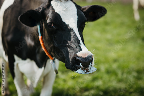 Close up of a Holstein cow with nose ring photo