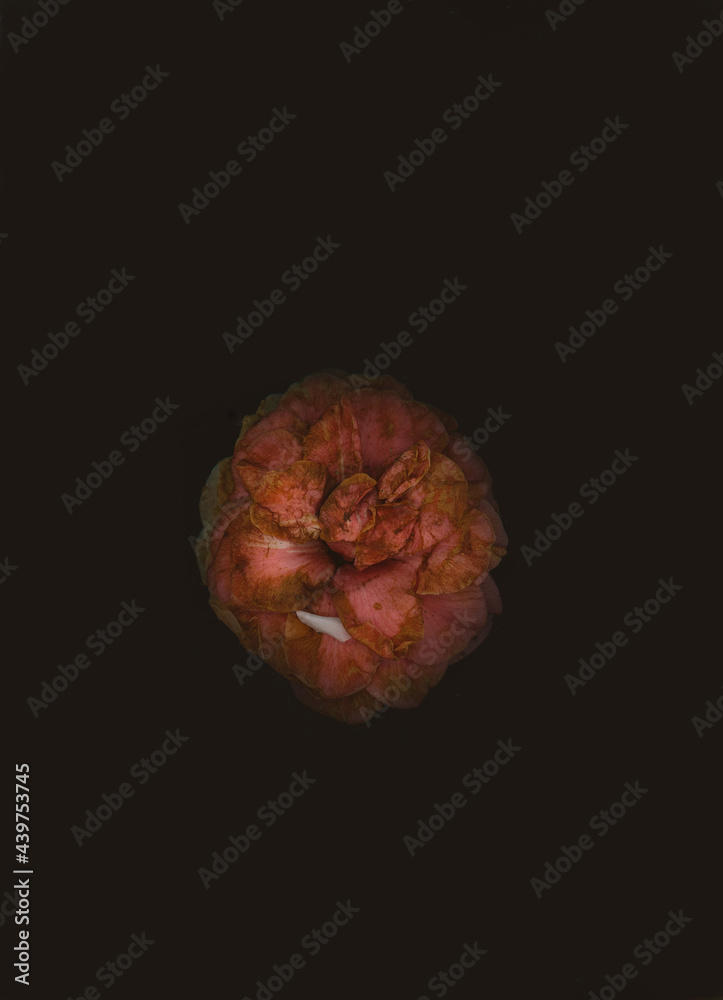 A beautiful rose flower scanned
