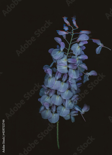 Digital wisteria photo