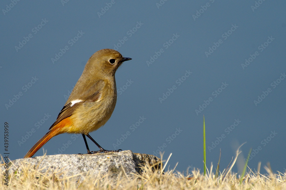 Fototapeta premium ジョウビタキ