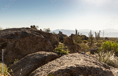 Sonoran Desert Landscape in Arizona 