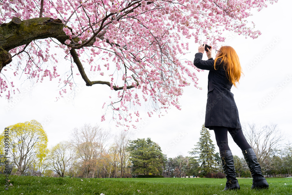 Woman Taking Photos of Sakura Japanese Cherry Tree Blossom in Spring Woman Taking Photos of Sakura Japanese Cherry Tree Blossom in Spring