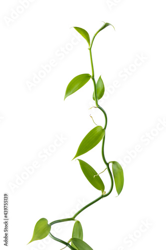 vanilla orchid flowering plant, also known as flat leaved vanilla, plant from which the vanilla spice is obtained or derived, commercially important vine, climbing plant isolated on white background photo