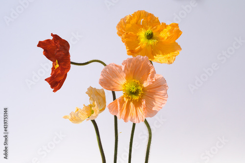 colorful poppies portrait. photo