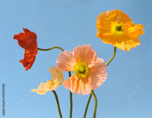 colorful poppies portrait. photo