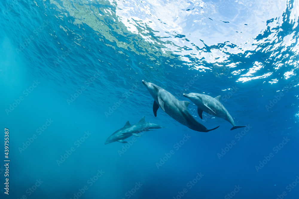 A view of three dolphins from the bottom of the water A view of three dolphins from the bottom of the water