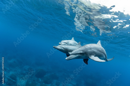 Three Bottlenose Dolphins