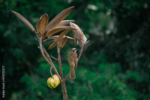 Yellow Vented Bulbul on an African Tulip tree photo