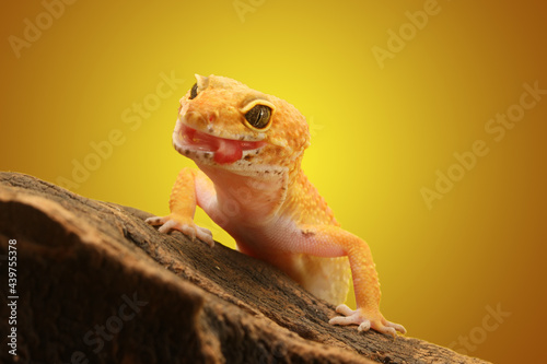 Leopard Gecko on yellow background.Leopard gecko lizard, close up macro