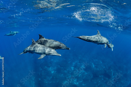 Dolphins swimming on the surface of the water