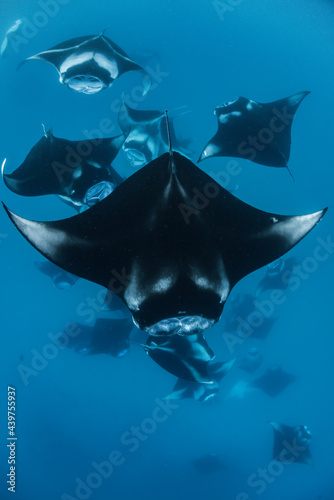 View from the back of a manta ray