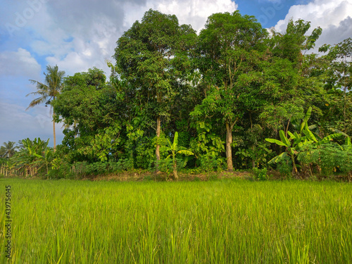 trees in the field
