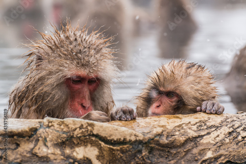 A father and son monkey in a hot spring. photo