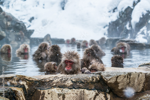 Snow monkey photo