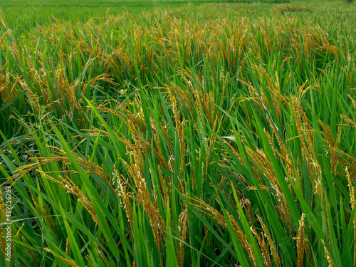green rice field