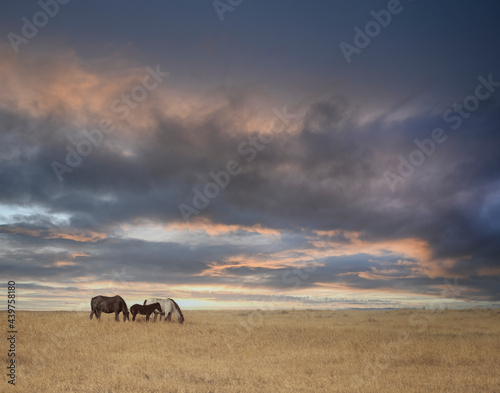 Two wild horses and a foal beneath a colorful sunset