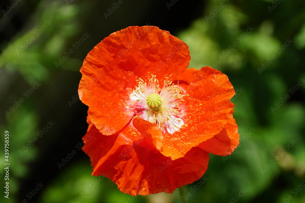 A red Iceland poppy flower at full bloom A red Iceland poppy flower at full bloom