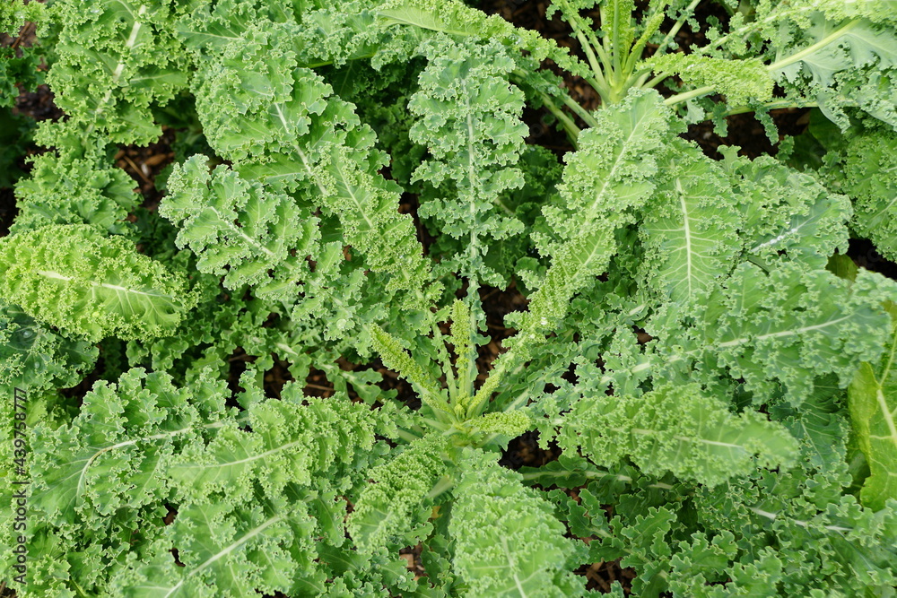 Healthy and fresh green kale 'Lerchenzungen' growing in the summer Healthy and fresh green kale 'Lerchenzungen' growing in the summer
