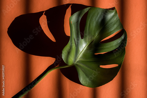 Monstera plant leaf on orange background
 photo