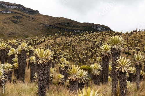 Espeletia forest in tropical moor  photo