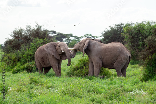 African bush elephant  Loxodonta africana  fighting head to head in Amboseli national park  kenya on cloudy day