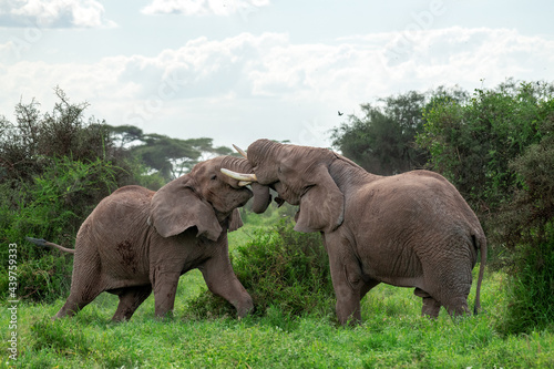 African bush elephant (Loxodonta africana) fighting head to head in Amboseli national park, kenya on cloudy day