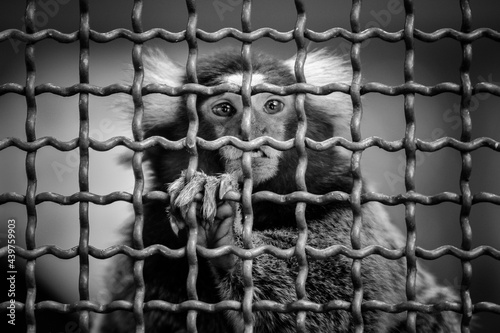 Monkey black and white fence