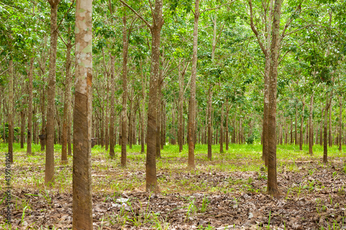 Fototapeta Naklejka Na Ścianę i Meble -  Row of para rubber plantation in South of Thailand,rubber trees