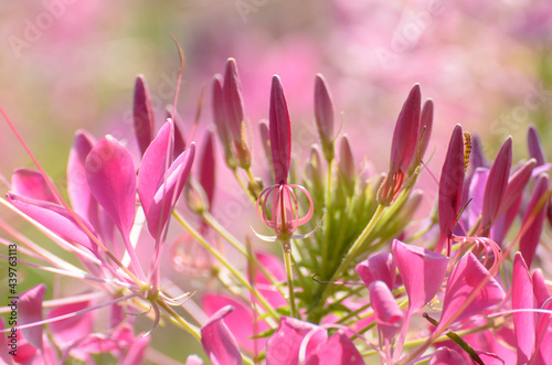 pink flowers in spring