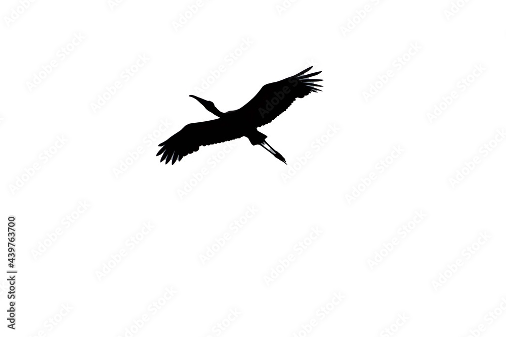 silhouette of a bird flying against a white background silhouette of a bird flying against a white background