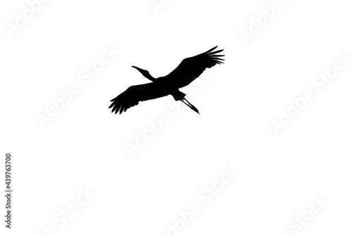 silhouette of a bird flying against a white background