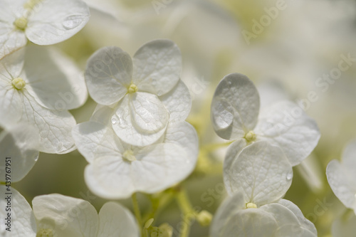 白色紫陽花のクローズアップ