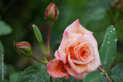 Pink rose with water drops