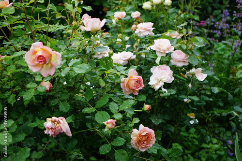 Pink and white roses.