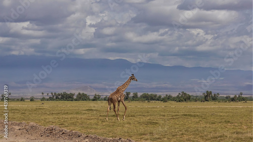 A giraffe runs on the yellow grass of the savannah. There are thickets of palm trees in the distance. Cloudy sky. Kenya. Amboseli park
