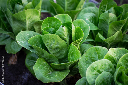 Fotografie Beautiful organic Mini Cos or Green Oak Lettuce garden on the soil growing, Agriculture bio production concept