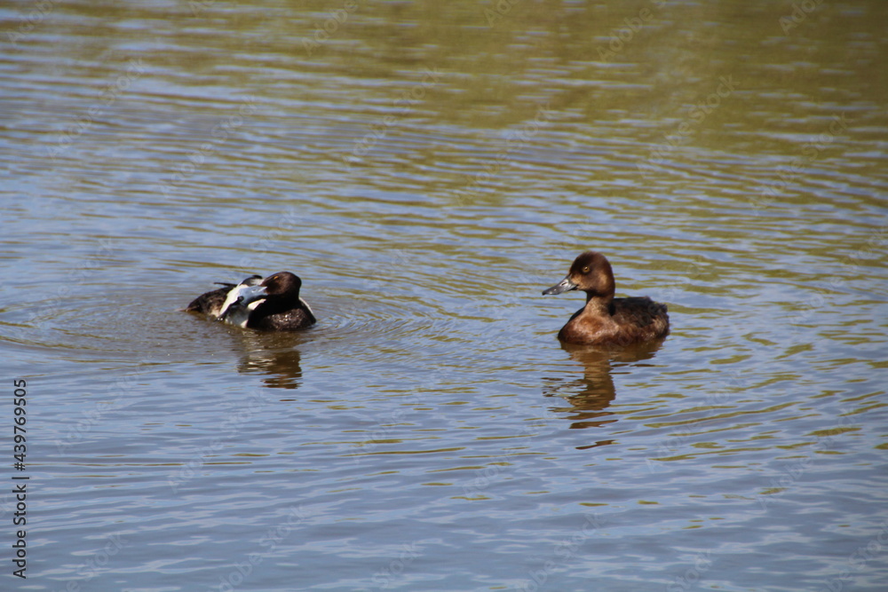 On The Water, Pylypow Wetlands, Edmonton, Alberta On The Water, Pylypow Wetlands, Edmonton, Alberta