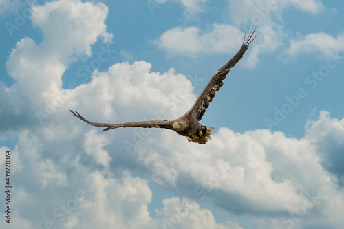 European Bald Eagle flies in front of blue cloudy sky. Flying bird of prey during a hunt. Outstretched wings in search of prey