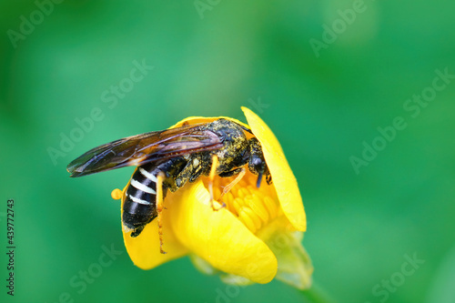 Closeup of the sawfly, Tenthredo koehleri photo