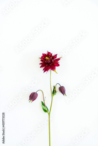 aquilegia flowers on the white photo