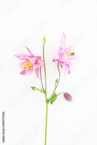 aquilegia flowers on the white