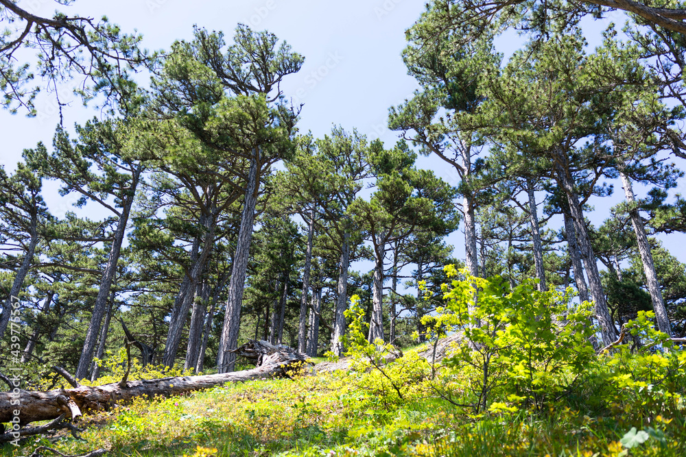 Fototapeta premium The mount Ai-Petri on a sunny day.