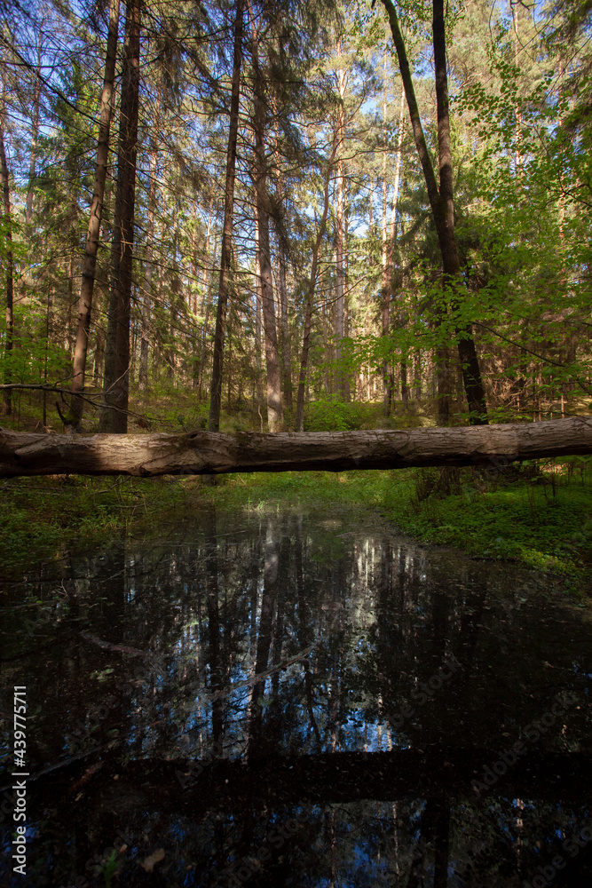 A pond in the forest