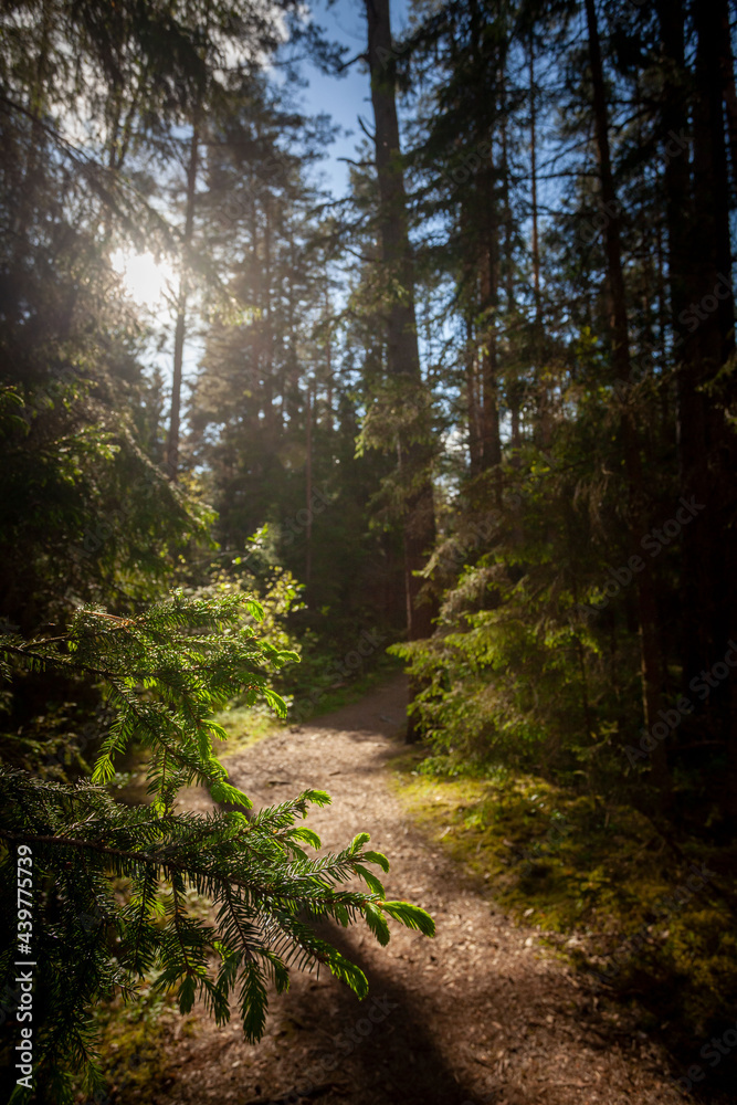Forest path