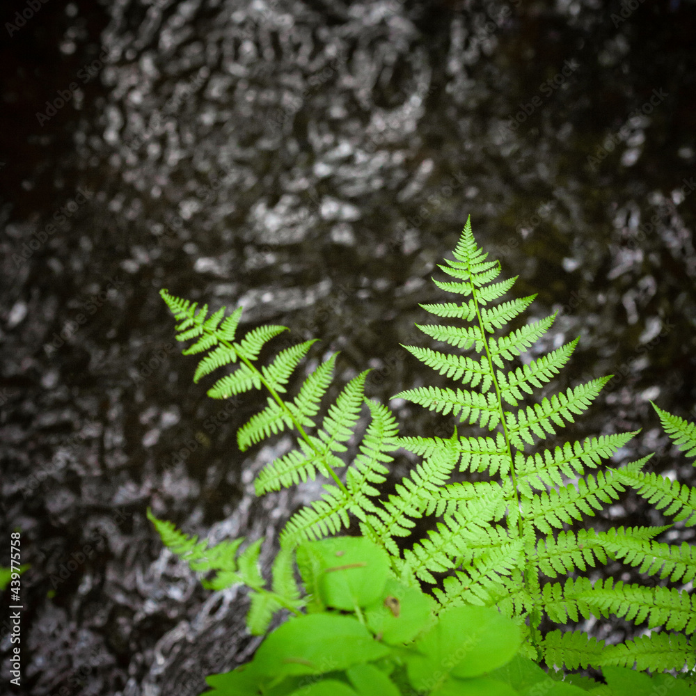 Fern with water in the background